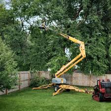 Professional Tree Care in Fairless Hills, PA