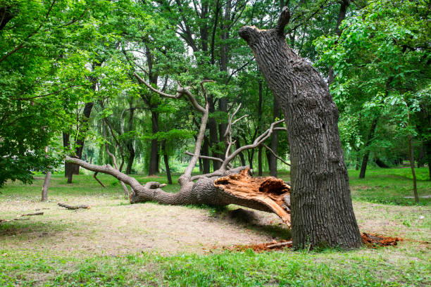 Best Grass Overseeding  in Fairless Hills, PA